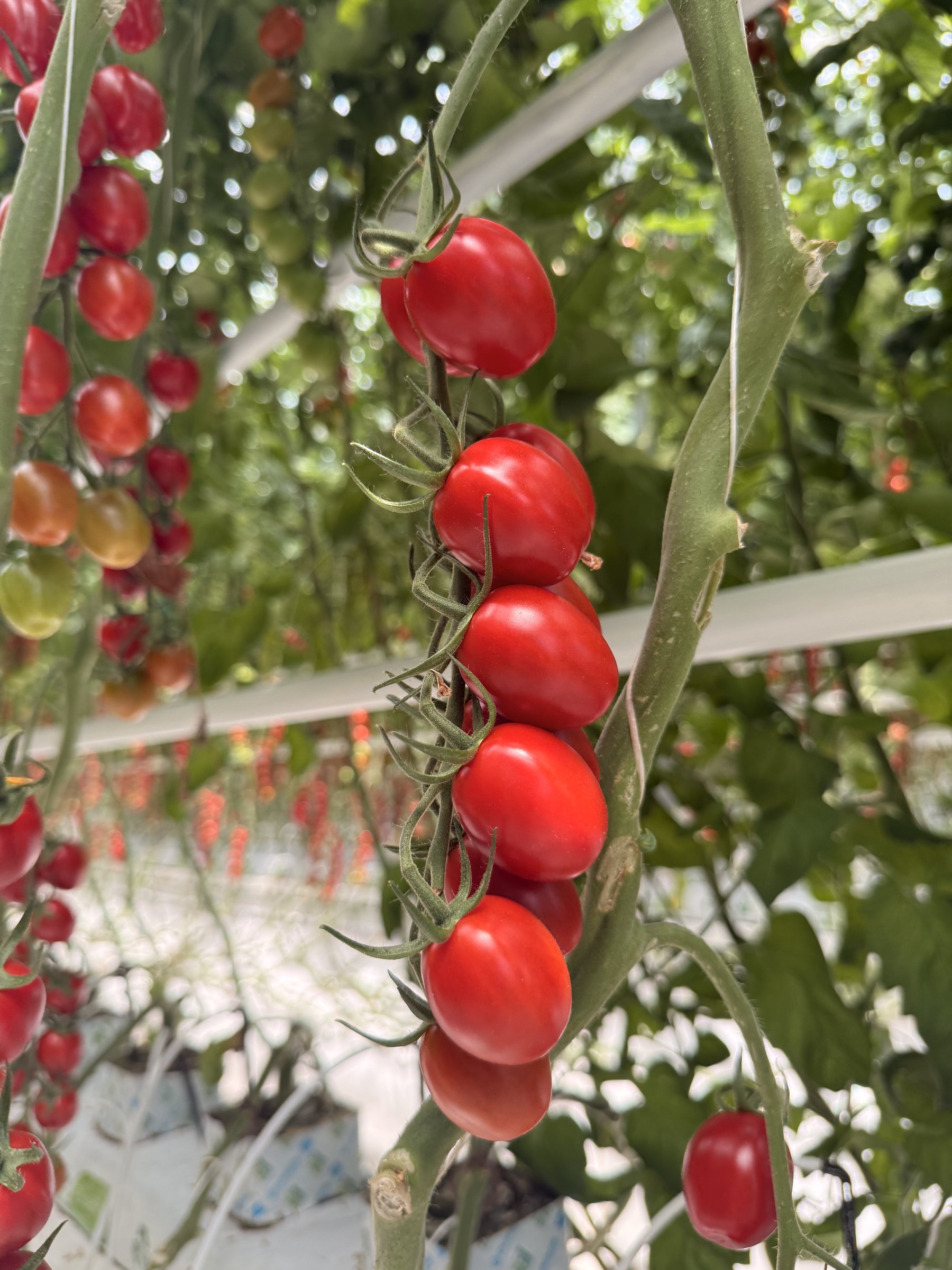 Seră de roșii cherry Rod Dulce